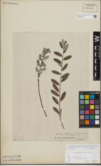 Foto von Salix repens L.